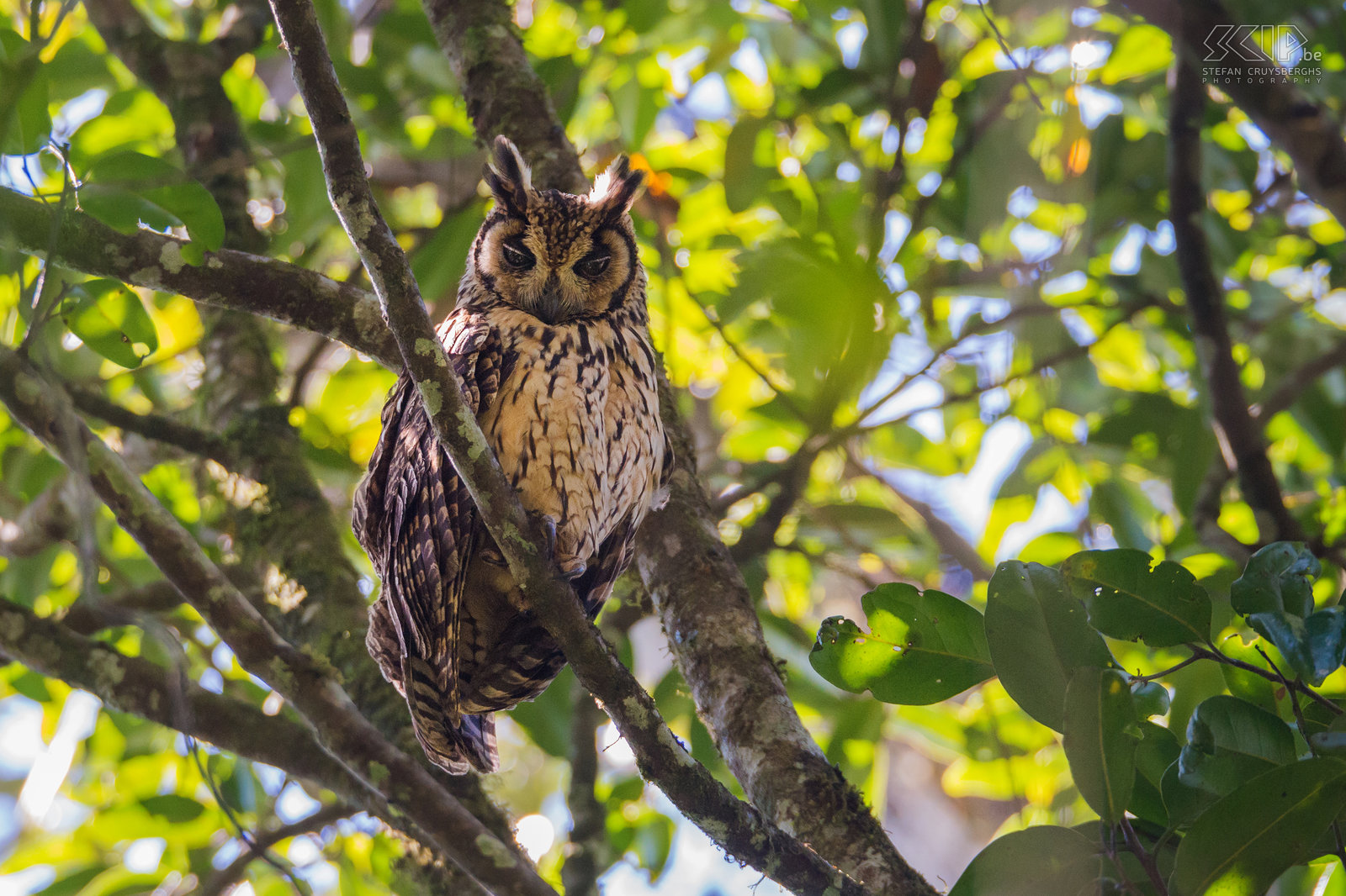 Ranomafana - Madagascan long-eared owl High up in a tree we spotted a Madagascan long-eared owl (Asio madagascariensis). Stefan Cruysberghs